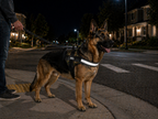 The Hound Halo – Personalized Dog Harness
