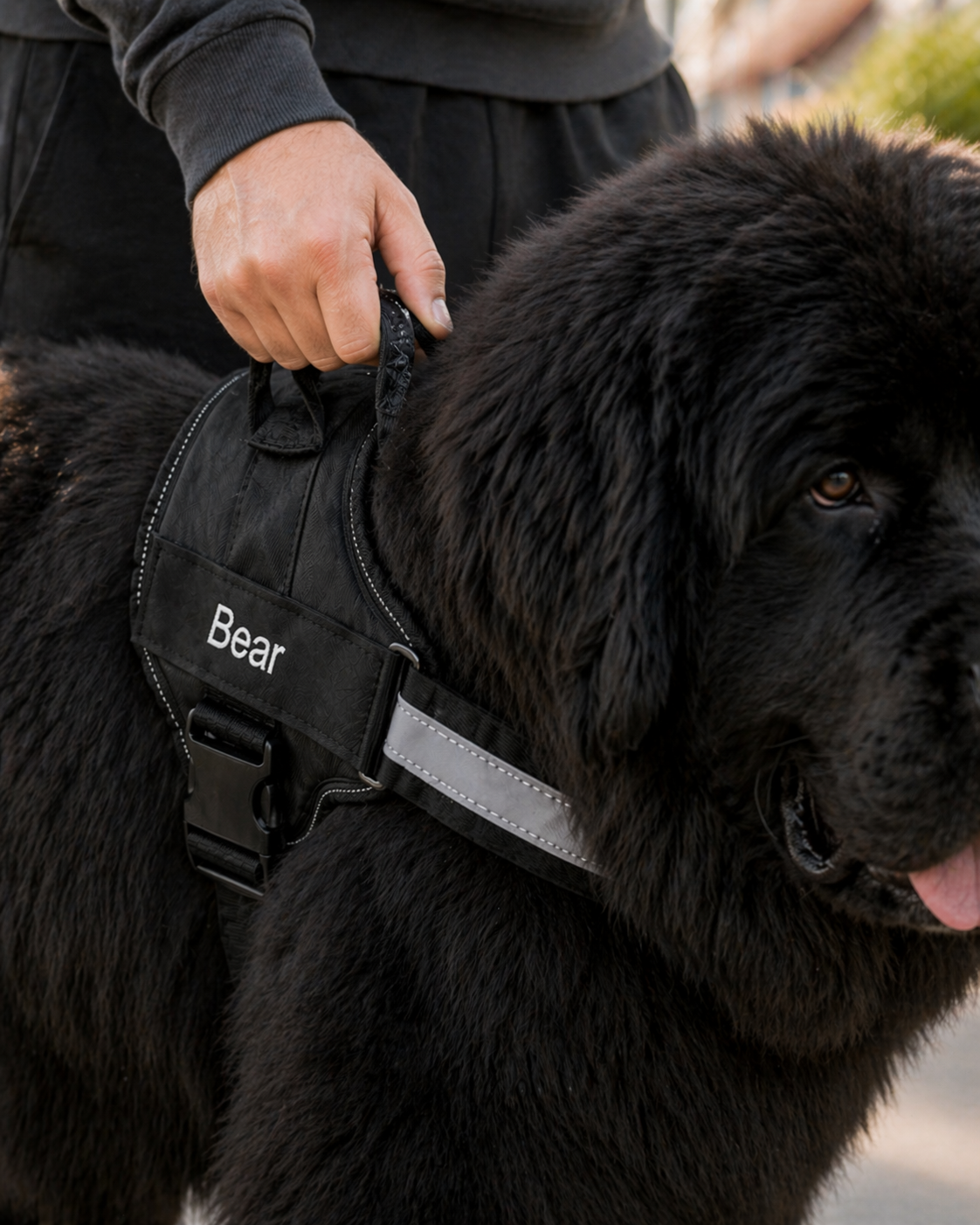 The Hound Halo – Personalized Dog Harness