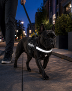 The Hound Halo – Personalized Dog Harness
