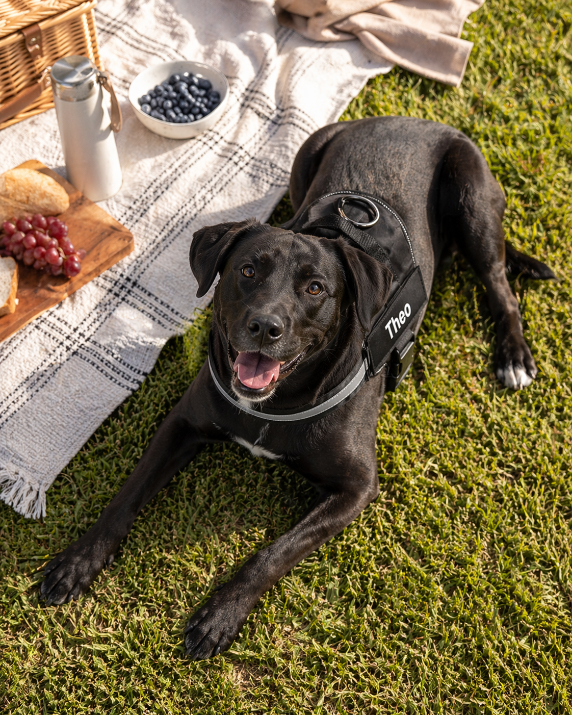 The Hound Halo – Personalized Dog Harness