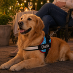 The Hound Halo – Personalized Dog Harness