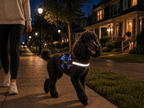 The Hound Halo – Personalized Dog Harness
