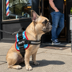 The Hound Halo – Personalized Dog Harness