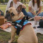 The Hound Halo – Personalized Dog Harness