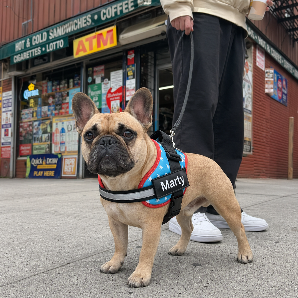 The Hound Halo – Personalized Dog Harness