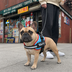 The Hound Halo – Personalized Dog Harness