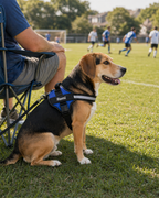 The Hound Halo – Personalized Dog Harness
