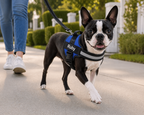 The Hound Halo – Personalized Dog Harness