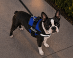 The Hound Halo – Personalized Dog Harness
