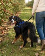 The Hound Halo – Personalized Dog Harness