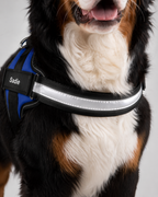 The Hound Halo – Personalized Dog Harness