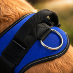 The Hound Halo – Personalized Dog Harness