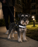 The Hound Halo – Personalized Dog Harness