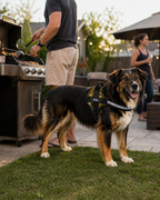 The Hound Halo – Personalized Dog Harness