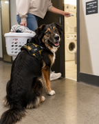 The Hound Halo – Personalized Dog Harness