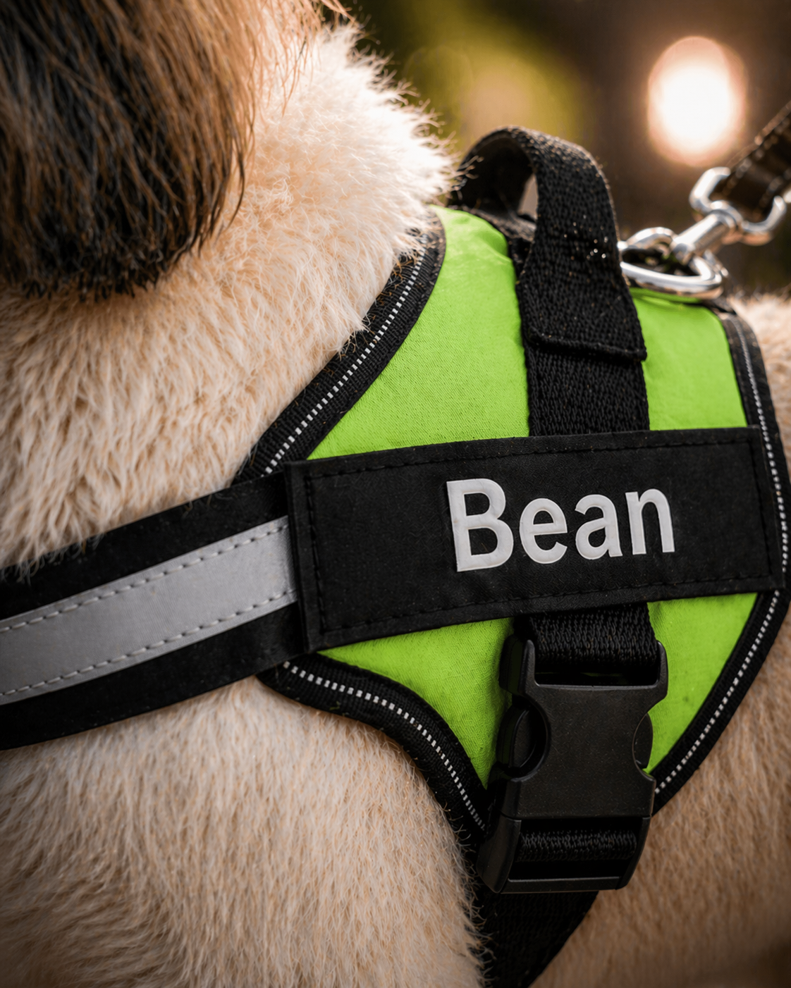 The Hound Halo – Personalized Dog Harness