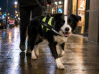 The Hound Halo – Personalized Dog Harness