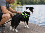 The Hound Halo – Personalized Dog Harness