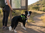 The Hound Halo – Personalized Dog Harness