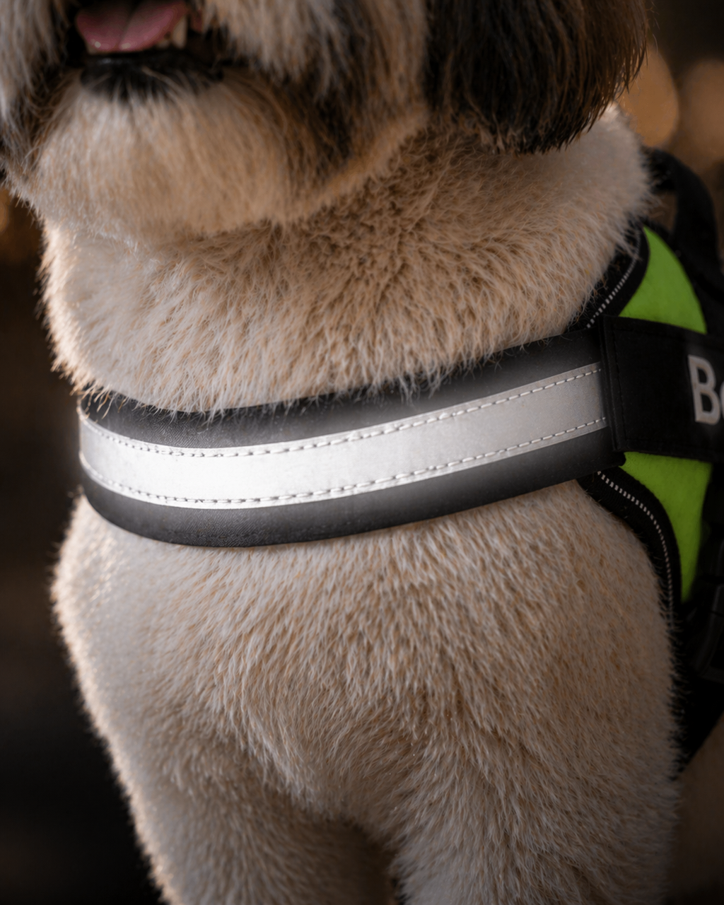 The Hound Halo – Personalized Dog Harness