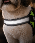 The Hound Halo – Personalized Dog Harness