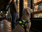 The Hound Halo – Personalized Dog Harness