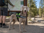 The Hound Halo – Personalized Dog Harness