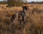 The Hound Halo – Personalized Dog Harness