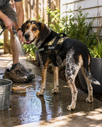 The Hound Halo – Personalized Dog Harness