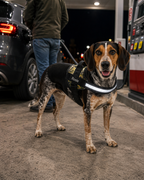 The Hound Halo – Personalized Dog Harness