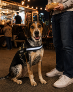 The Hound Halo – Personalized Dog Harness