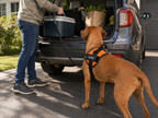 The Hound Halo – Personalized Dog Harness
