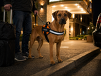 The Hound Halo – Personalized Dog Harness