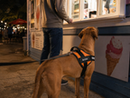 The Hound Halo – Personalized Dog Harness