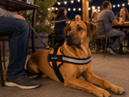 The Hound Halo – Personalized Dog Harness