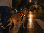 The Hound Halo – Personalized Dog Harness