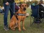 The Hound Halo – Personalized Dog Harness