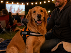 The Hound Halo – Personalized Dog Harness