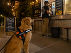 The Hound Halo – Personalized Dog Harness