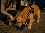 The Hound Halo – Personalized Dog Harness