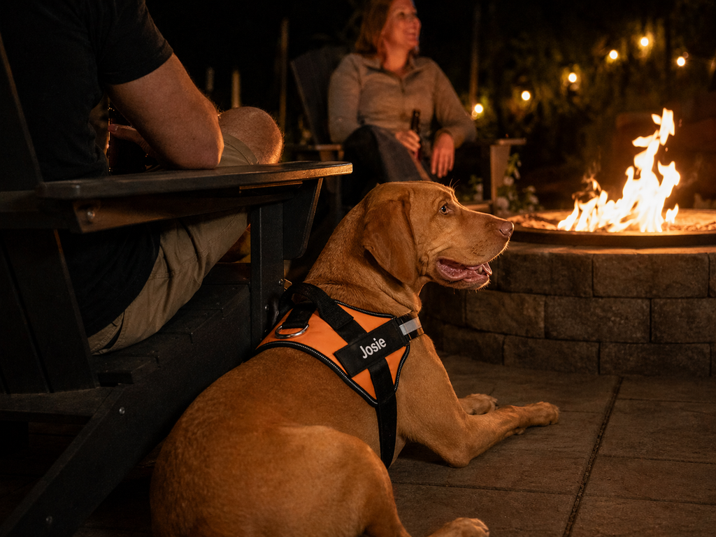 The Hound Halo – Personalized Dog Harness