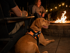 The Hound Halo – Personalized Dog Harness