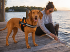 The Hound Halo – Personalized Dog Harness