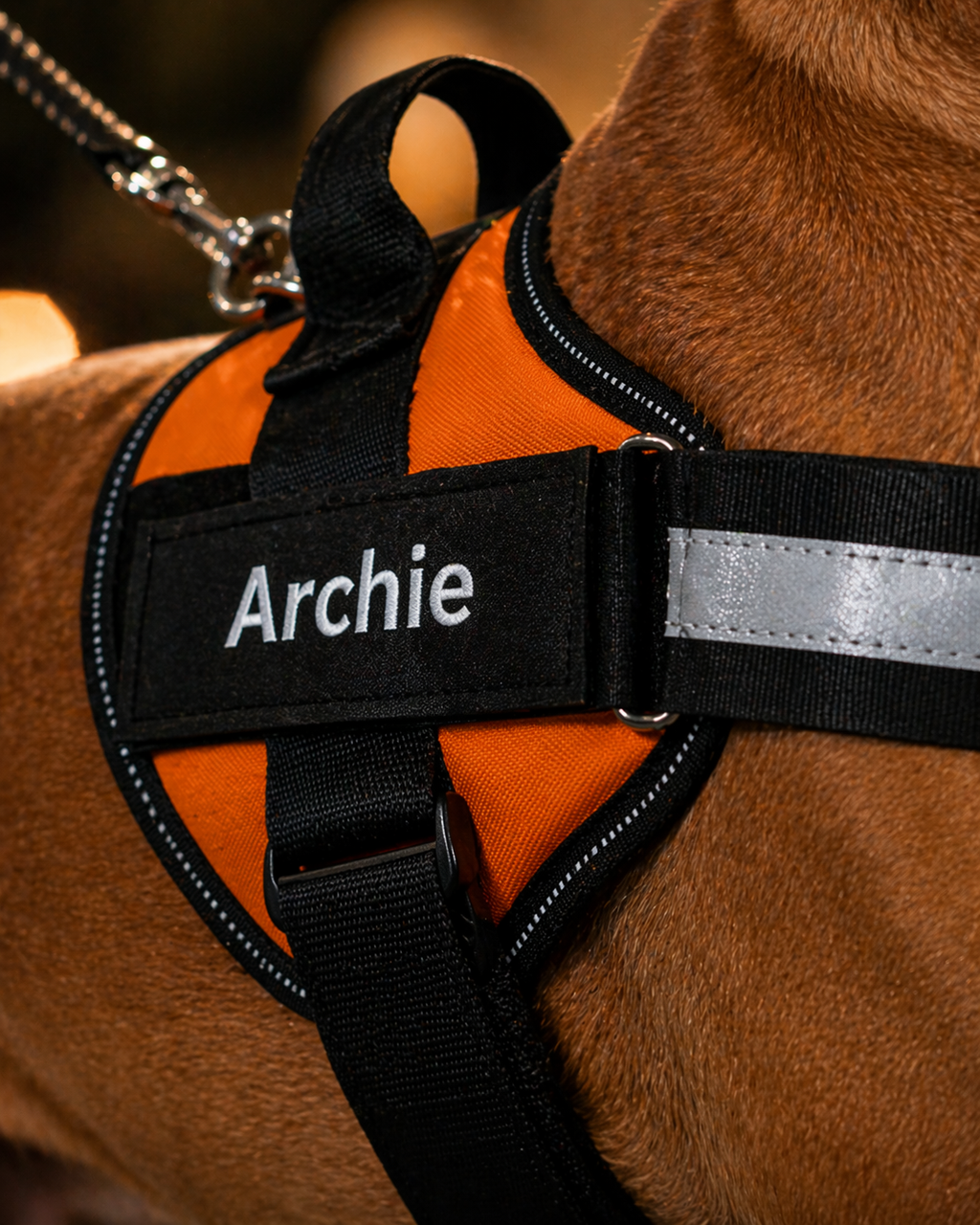 The Hound Halo – Personalized Dog Harness