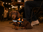 The Hound Halo – Personalized Dog Harness