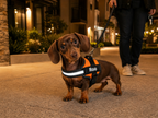 The Hound Halo – Personalized Dog Harness