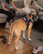 The Hound Halo – Personalized Dog Harness