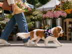 The Hound Halo – Personalized Dog Harness
