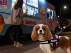 The Hound Halo – Personalized Dog Harness