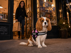 The Hound Halo – Personalized Dog Harness